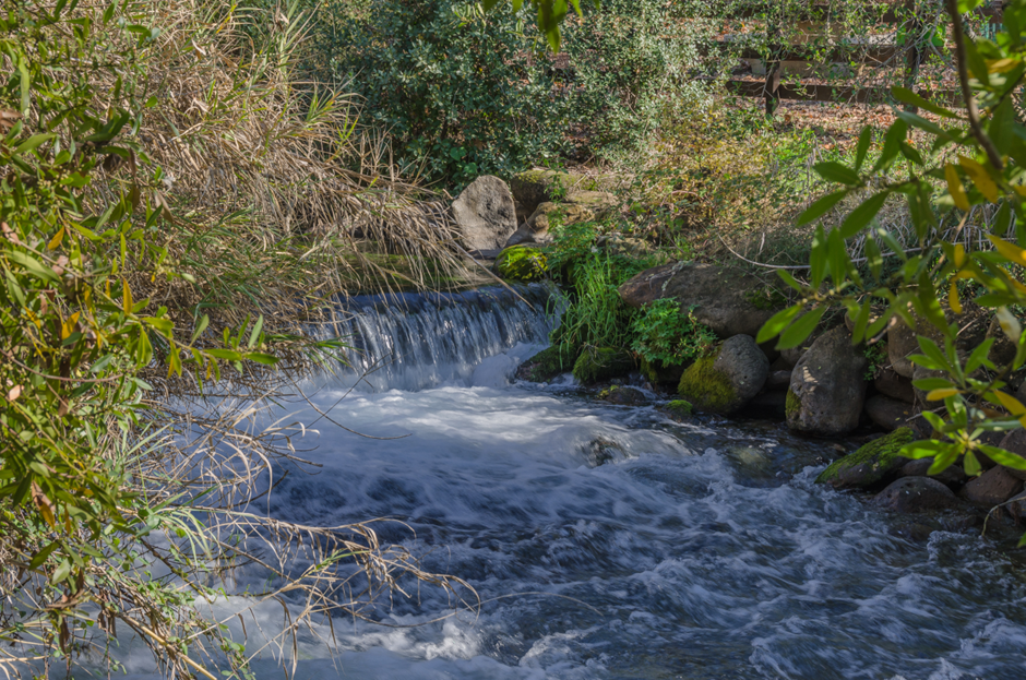 Rushing waters of the Dan River in Israel, flowing through a scenic landscape and showcasing the river's powerful current and natural beauty.