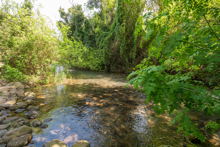 Crystal-clear waters of Tel Dan in Israel, offering an inviting and family-friendly destination for tourists of all ages.