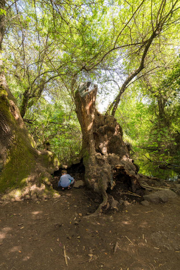 Winnie the Pooh tree in Tel Dan: Syrian ash tree resembling the bear's fairytale home.